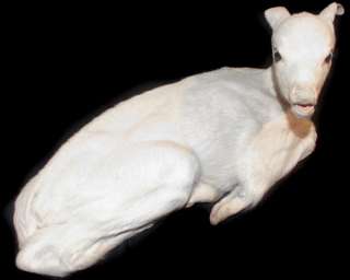 Full Body Albino Whitetail Deer Fawn Taxidermy Mount Bedded Baby Buck 