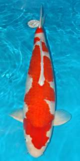 SF45 NEW African Cichlid 45% sinking 1/16 3# fish food tropical oscar 