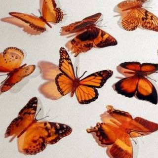 Butterfly 3D Translucent Decoration 12 RED Butterflies  
