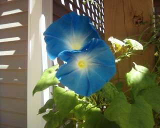 oz Morning Glory HEAVENLY BLUE Seeds Ipomoea Tricolor  