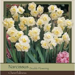  Narcissus Double Yellow Cheerfulness Patio, Lawn & Garden