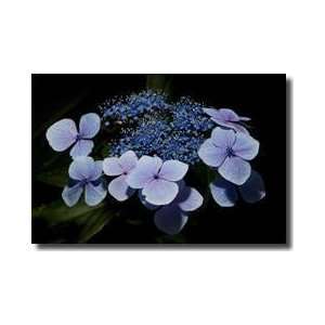 Blue Hydrangeas Oxford England Giclee Print