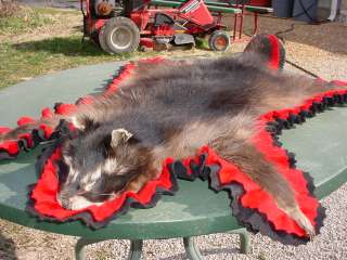 Raccoon Rug for Hunting Cabin/lodge Decor Fur skin hide  