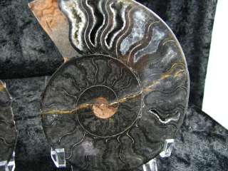 Ammonite fossil Pair Collector Mineral # 709  
