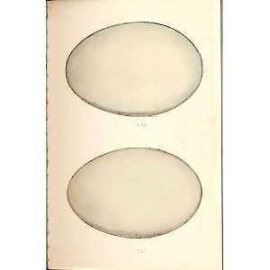   Meyer Bird Eggs 1842 Mute Swan Whistling Swan