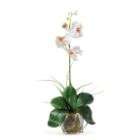   Natural Mini Phalaenopsis Liquid Illusion Silk Orchid Arrangement