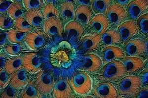 Peacock Iris Cross Stitch Pattern  