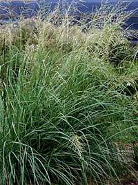 GIANT SACATON ORNAMENTAL GRASS LIVE PLANT QT  