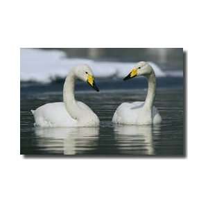   Swans Swimming Hokkaido Island Japan Giclee Print