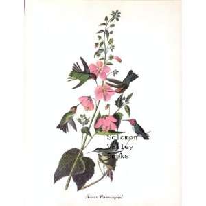  Annas Hummingbird (8 1/2 X 11 1/2 Color Print 