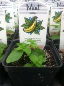 Banana Mint   1 Potted Plant  