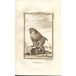  Large Baboon 1812 Buffon Natural History Pl 362
