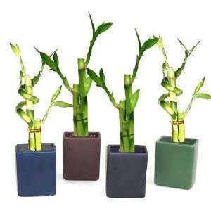   Style Ceramic Vase With 3 Stalk Lucky Bamboo Arrangements in Each Vase