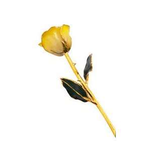  Gold Dipped White & Yellow Rose