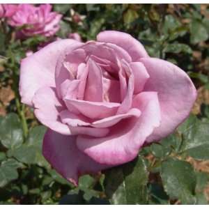  Moon Shadow Rose Seeds Packet Patio, Lawn & Garden