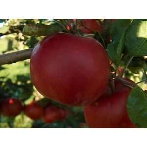  Macintosh Apple Fragrance Oil Candle Soap 1oz Everything 