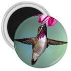 Carsons Collectibles 2.25 Inch Button of Male Calliope Hummingbird 