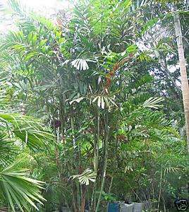 Ptychosperma waitianum   Rare collectors palm 50 seeds  