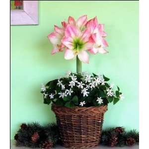  Amaryllis Appleblossom and Oxalis in a Vine Basket Patio 