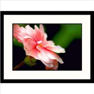 Pink Begonia Framed Photograph Size 23 x 30, Frame 