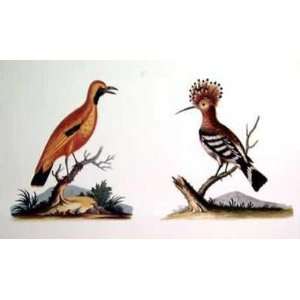  Exotic Bird Hoopoe    Print