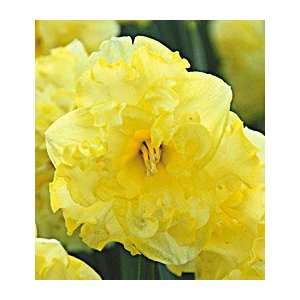  Narcissus Sunny Side Up Patio, Lawn & Garden
