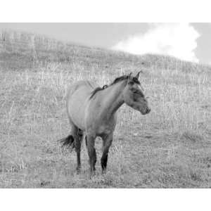  Plains Horse, Limited Edition Photograph, Home Decor 