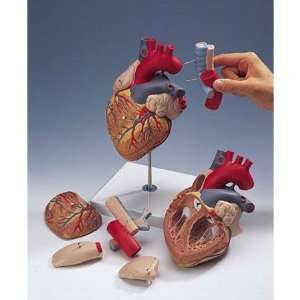 Nasco Giant Heart with Esophagus and Trachea   Model SB41433U   Each