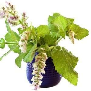  Lemongrass Sage Type home fragrance oil 15ml Health 