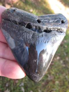   MEGALODON SHARK Tooth Fossil Teeth Megladon South Carolina USA  