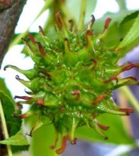 AMBERBAUM   SEESTERNBAUM   LIQUIDAMBAR STYRACIFLUA  