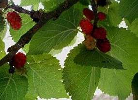 Schwarze Maulbeeren vom Maulbeerbaum   gesund & lecker  