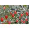 Goji  Beere, Gemeine Bocksdorn (Lycium barbarum) Pflanze im Topf 40 