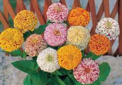 Zinnia Peppermint Stick   50 Flower Seeds * BiColors*  