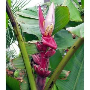 Musa velutina 50 Bananensamen rosa Zwergbanane frosthart  