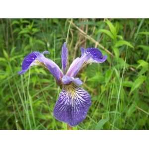  50 BLUE FLAG IRIS Versicolor Flower Seeds *Comb S/H Patio 