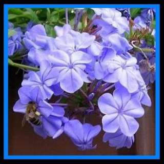 10 Plumbago auriculata Seeds From South Africa  