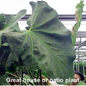  Faustinos Giant Anthurium Plant   LARGEST IN THE WORLD 