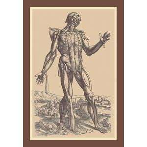  Vintage Art Fifth Plate of the Muscles   11876 8