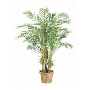  5 Double Trunk Phoenix Roebellini Silk Palm Tree w 