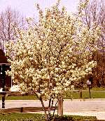 Saskatoon Berry Plant, Fast Growing Ornamental Home Garden Landscape 