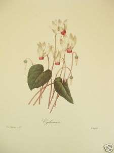 Pierre Joseph Redoute Botanical Prints #27 Persian Clyclamen  