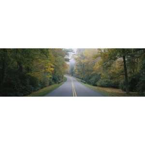  Trees Along a Road, Blue Ridge Parkway, North Carolina 