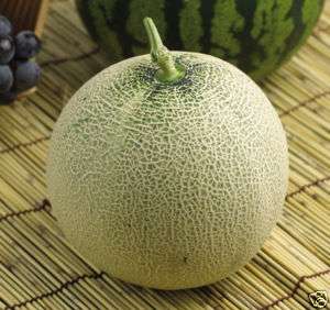 Israel (Ogen) Melon Rare $3.69 20+ Seeds  