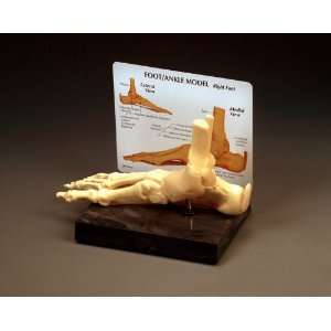  Foot and Ankle Bone Joint Anatomical Model Industrial 