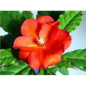  Rare Wax Rose Cactus Plant   Pereskia   Easy to Grow 