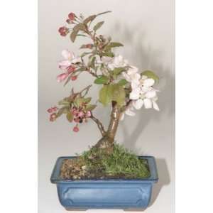 BONSAI CRABAPPLE TREE Grocery & Gourmet Food