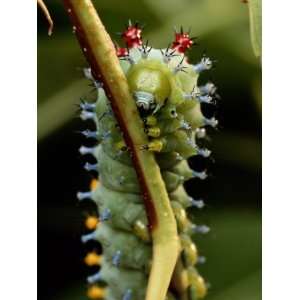  A Cecropia Moth Caterpillar Crawls Along a Stem Stretched 