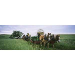  Historical Reenactment, Covered Wagons in a Field, North 