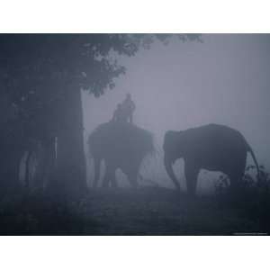 Elephants in Morning Mist Near Sauraha, Royal Chitwan National Park 
